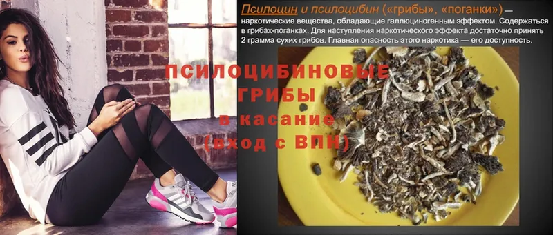 Галлюциногенные грибы GOLDEN TEACHER  Куровское 